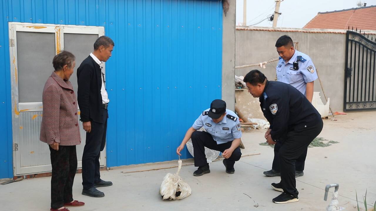 广饶警民合力救助国家一级保护动物白鹤