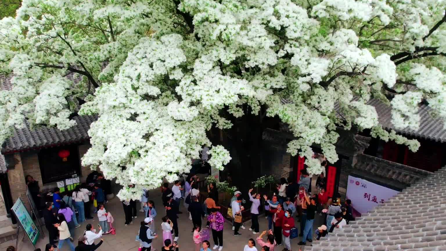 Beautiful Shandong | 300-year-old Fringe Trees Blossom at Mencius Family Mansion