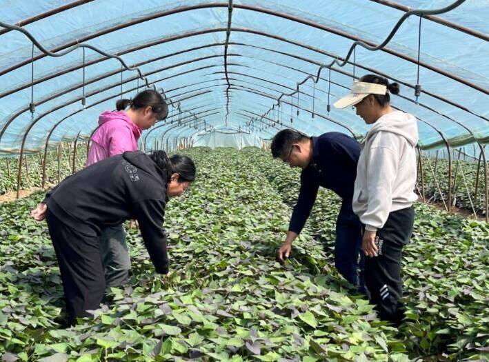泰安市农科院专家支招甘薯种苗繁育