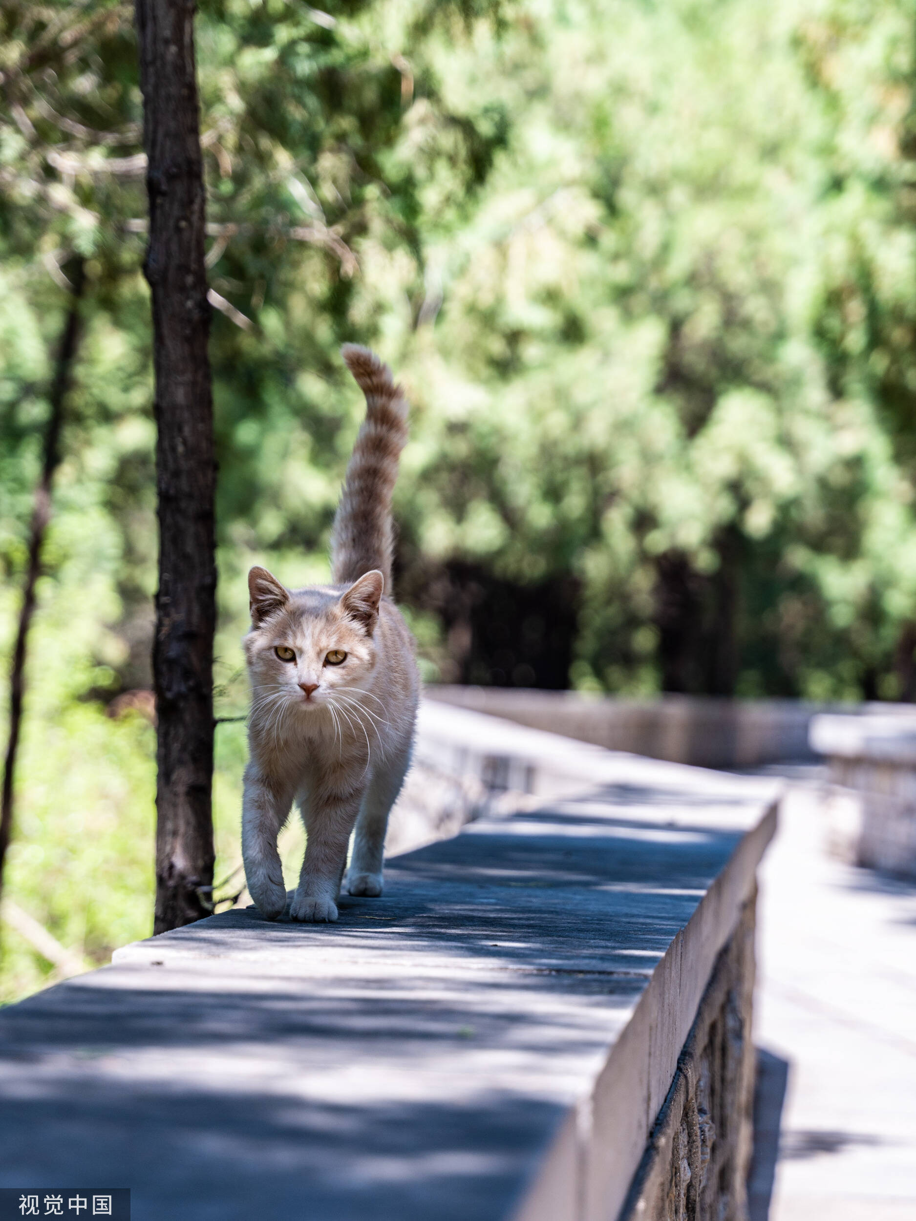 济南“猫猫寺”风景秀丽 萌猫憨态可掬悠闲自在