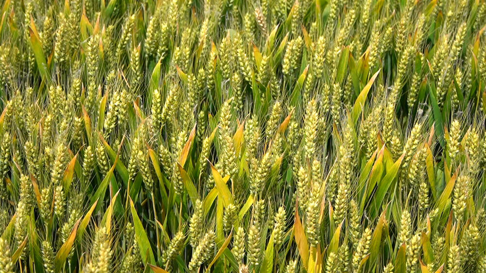 德州“吨半粮”高产稳产技术入选全国农业主推技术
