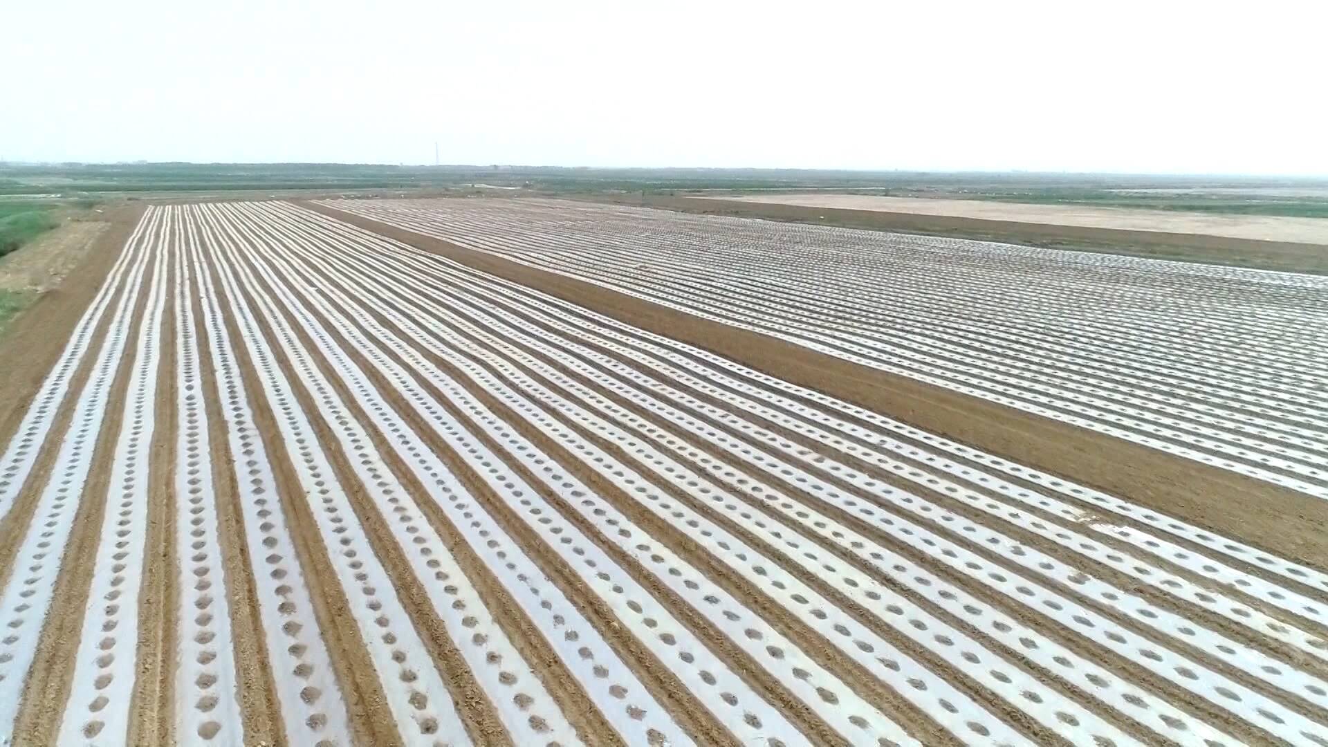 东营推广轻简高效栽培技术 促进棉花产业高质量发展