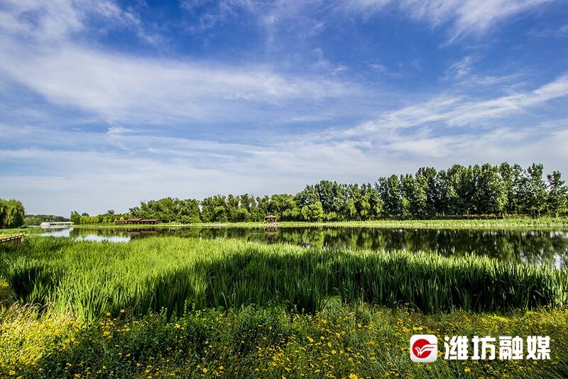 初夏时节,青州市南阳河景区美丽如画.