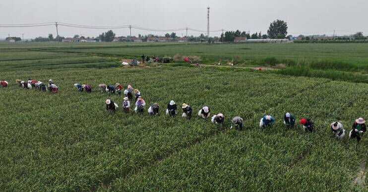 广饶花官镇：蒜薹喜获丰收 外商开秤收购