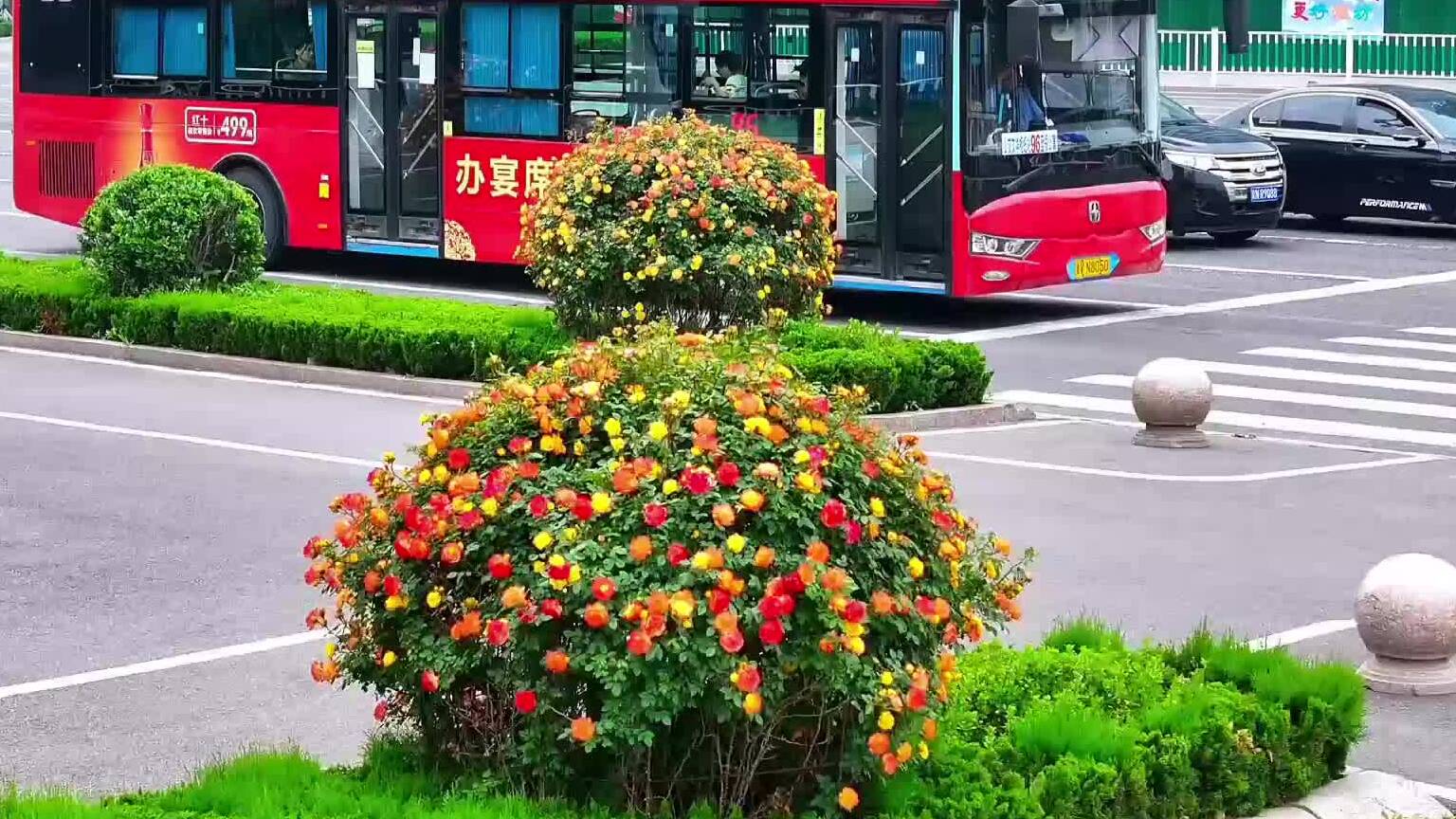 五月潍坊街头的浪漫是月季花给的