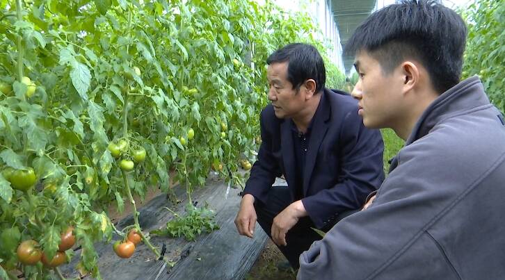 潍坊市坊子区：“合作社+品牌”强势带动农民增收 小小西红柿背后有“大文章”