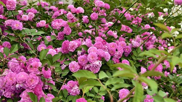 蔷薇花盛开 在泰山天外村邂逅初夏的浪漫