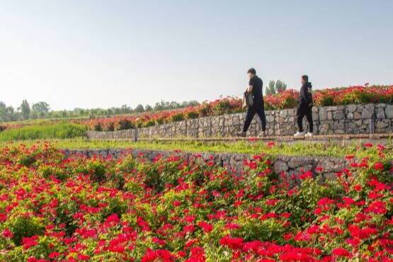 山東淄博：森林公園花卉繽紛 市民漫步賞景