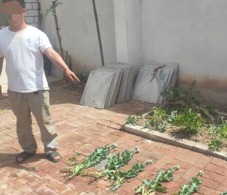 非法種植罌粟 無棣警方依法行政處罰2人