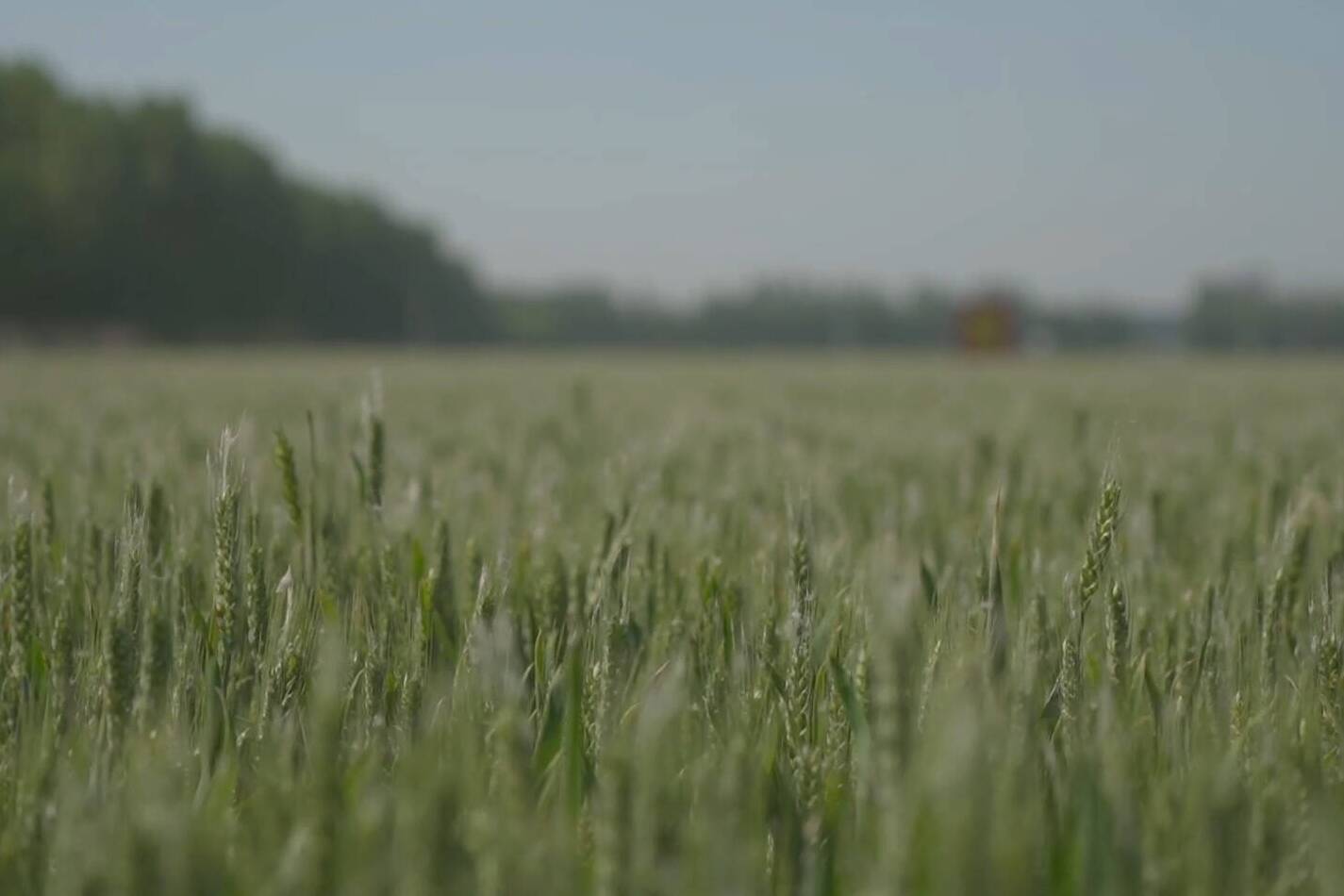 冬小麦“4422”绿色高产模式观摩会走进德州天衢新区