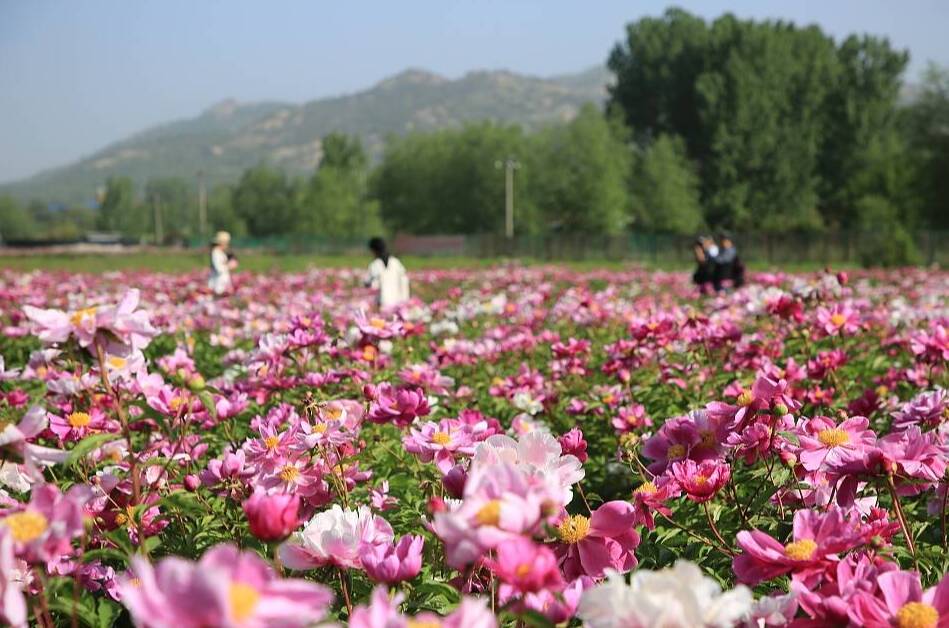 山東日照：游客聞香而至 徜徉芍藥花海