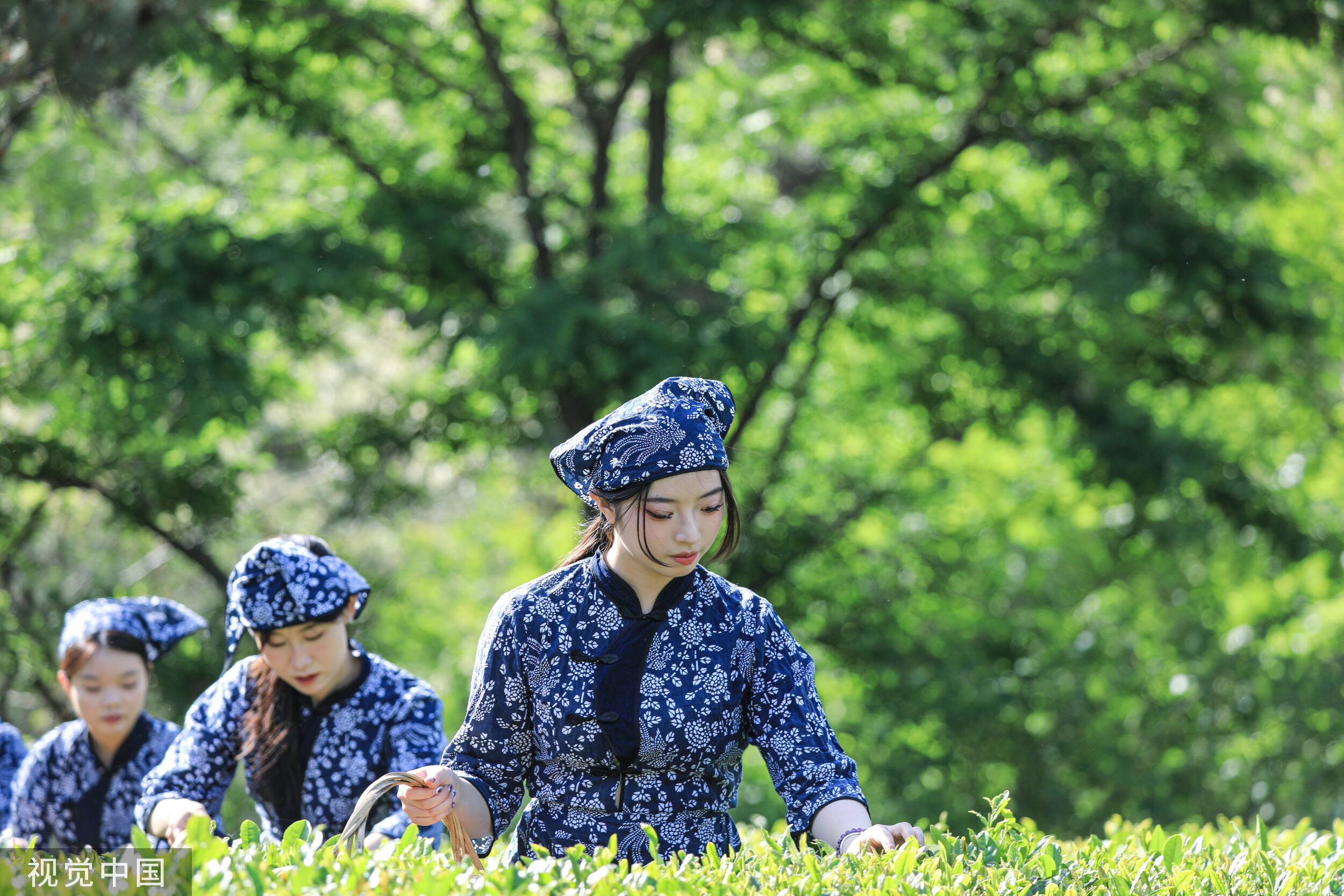 日照綠茶滿庭芳 海岸綠茶采摘忙