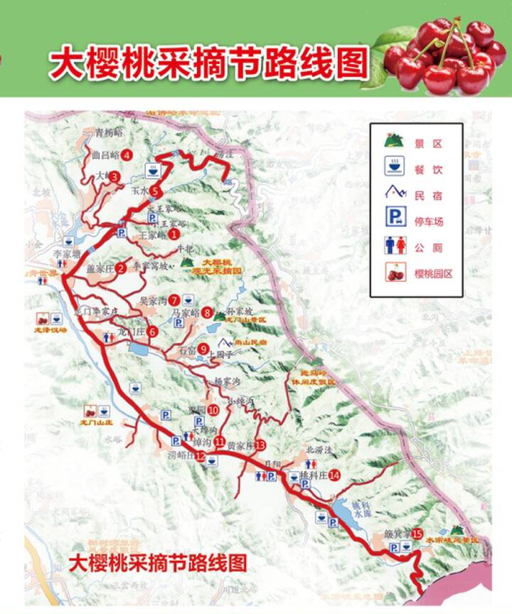 采摘正当时 济南市南部山区大樱桃上市