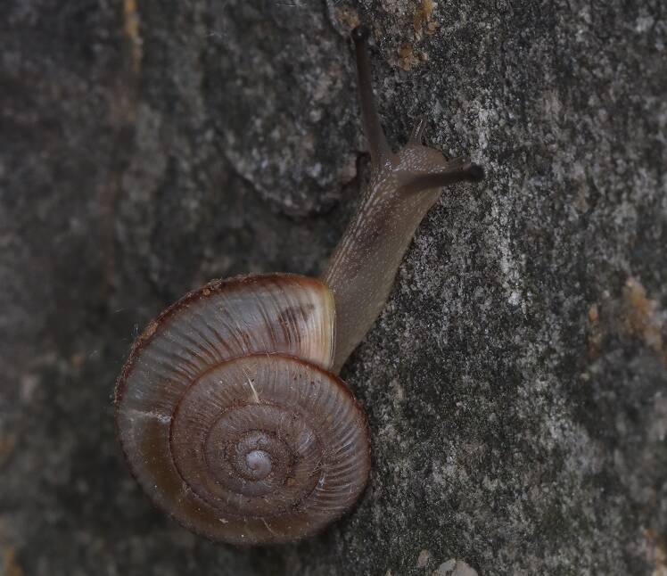  The world's new record snail species was found in Fohui Mountain, Jinan! It is named Fohuishan Huasnail