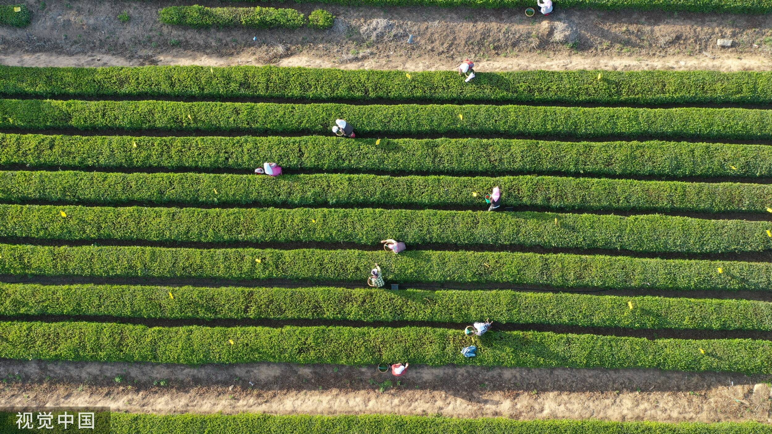 日照绿茶图图片