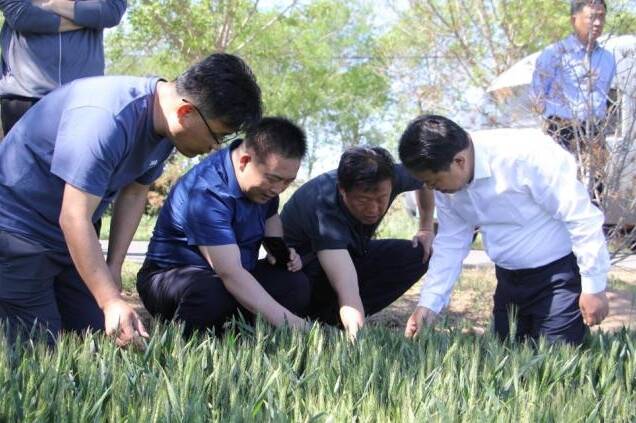 濱州市領導調研“三夏”農業生產和山東濱州國家農業科技園區建設情況