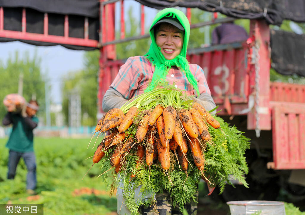 超六成出口日韩和东南亚 “订单种植”助青岛万亩胡萝卜增产