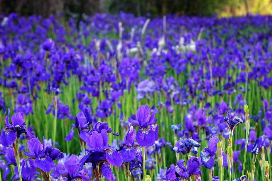 蓝紫色调花系“颜值”在线 唐岛湾国家湿地公园鲜花扮靓夏天