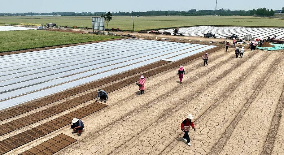 打造標準化田圃 山東郯城智能機械助力水稻育秧省時增效