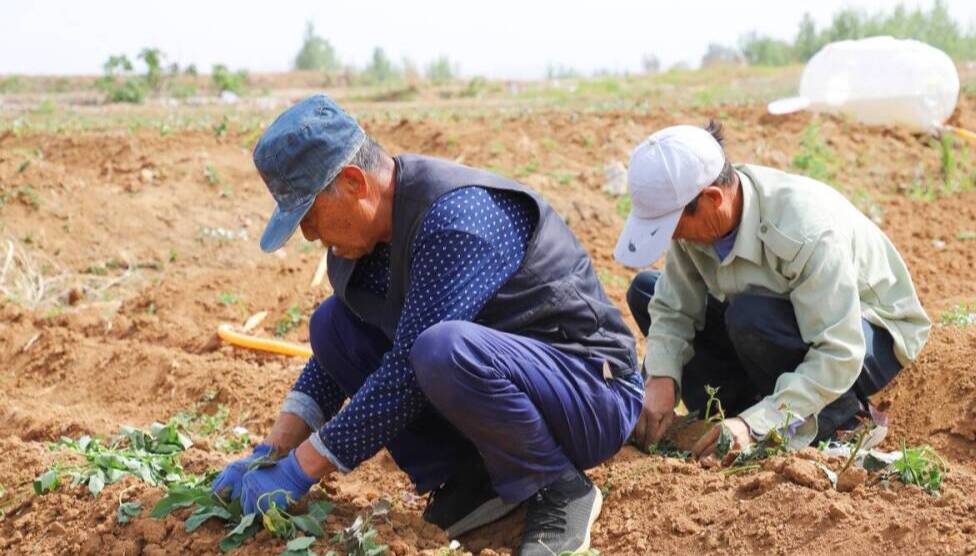 济南市钢城区:种下甜蜜烟薯苗 托起致富新"薯"光_济南要闻_济南_齐鲁