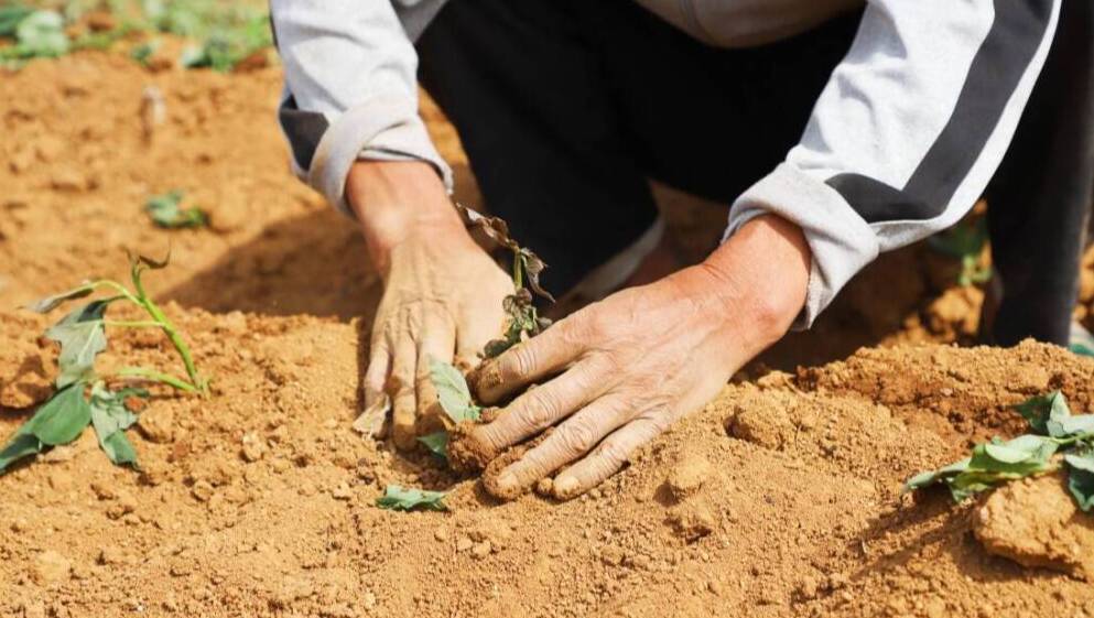 济南市钢城区:种下甜蜜烟薯苗 托起致富新"薯"光_济南要闻_济南_齐鲁
