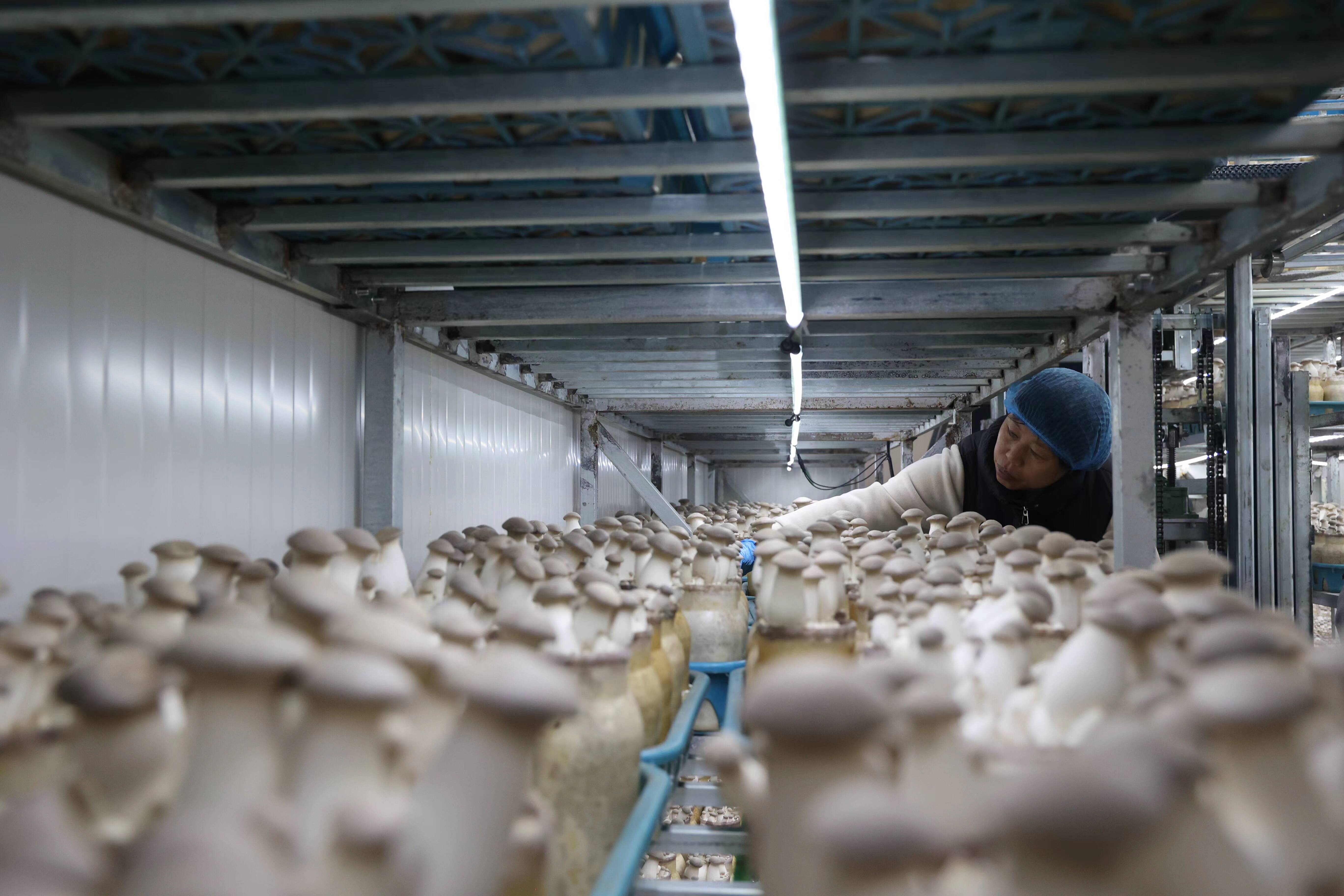 青岛>青岛要闻>大村镇食用菌产业园楼宇工厂化基地里雪莲菇丰收.