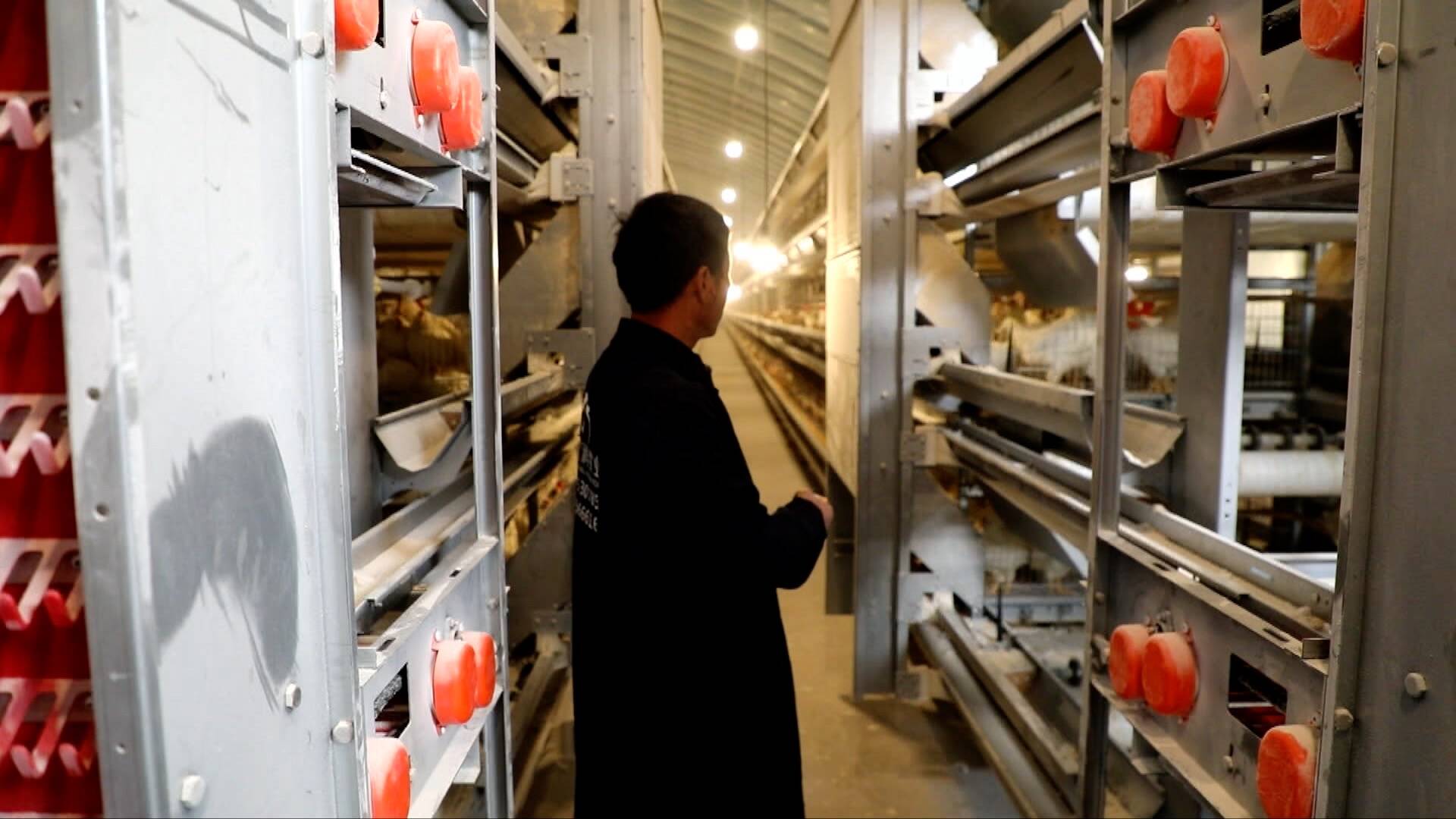 菏泽定陶：蛋鸡住进“空调房” 孵出助农“致富蛋”