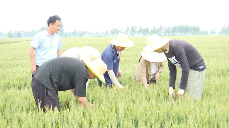 乐陵：全力备战“三夏”生产 夯实丰产丰收基础