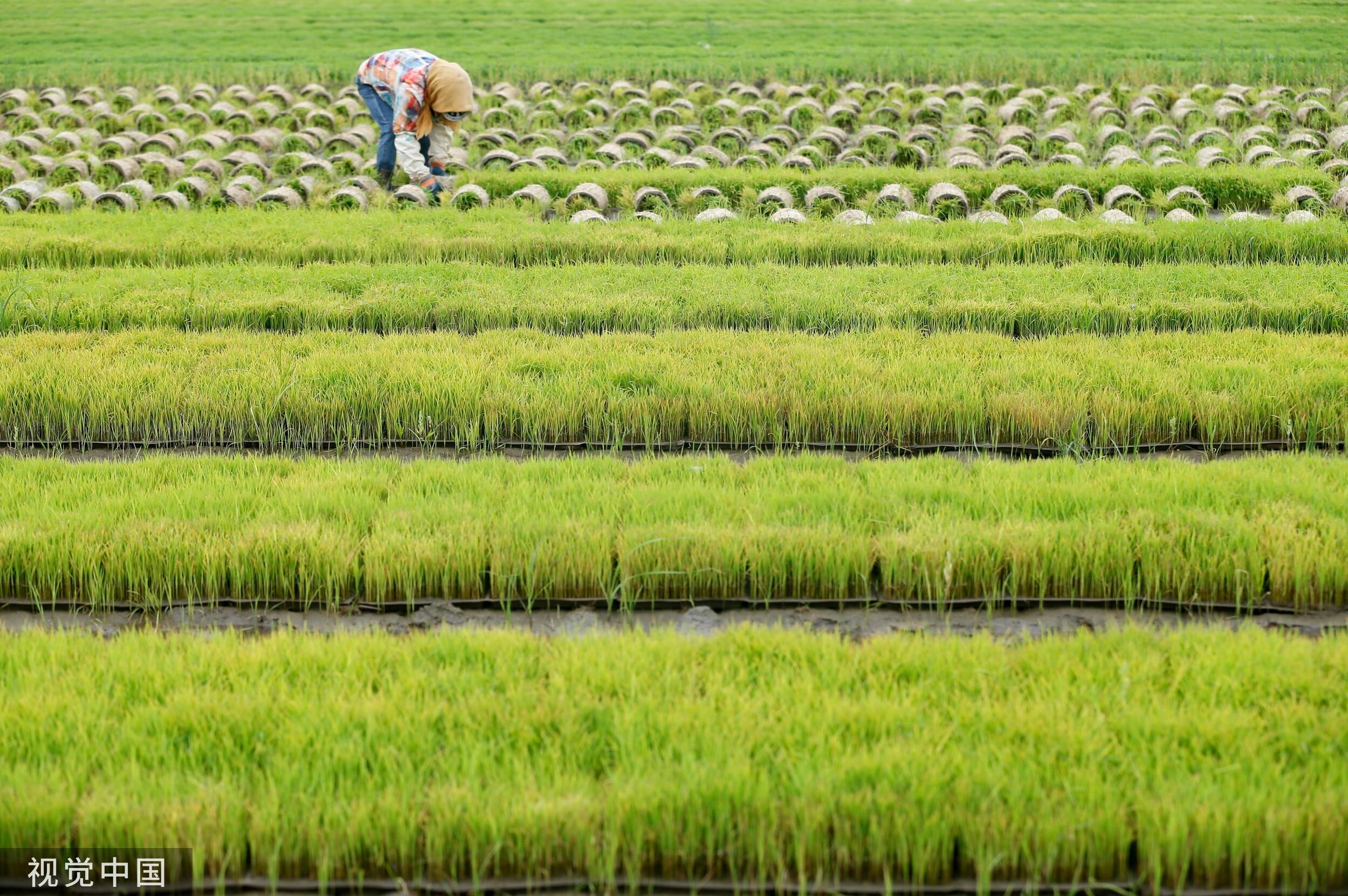 青岛：1000余亩盐碱地水稻迎来插秧季