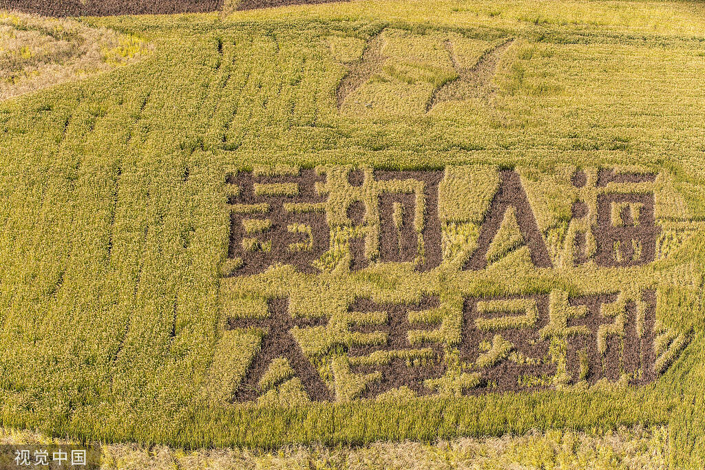 鹽堿荒灘也是金山銀山——《農(nóng)民日報》頭版點贊東營創(chuàng)新鹽堿地治理模式