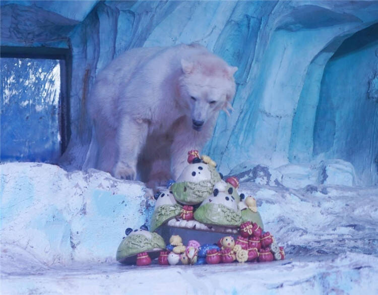 青岛：北极熊花样过端午  特色“宝粽”庆佳节