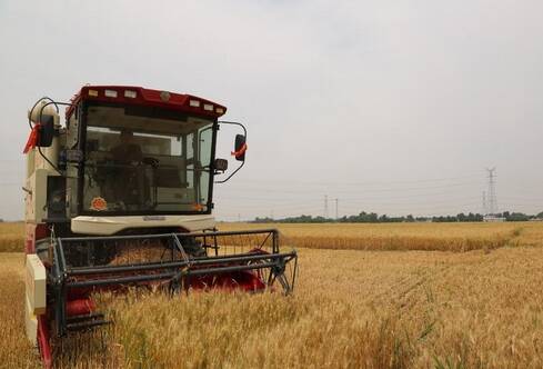 阳信县洋湖乡9.6万余亩小麦陆续成熟收割