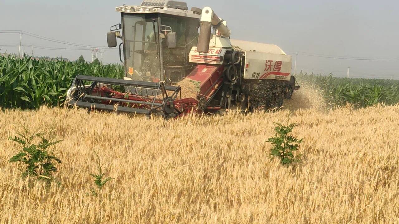 机收率99.5%！济南343.06万亩小麦已完成收获