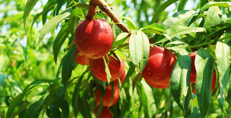 潍坊盐碱地桃子熟了