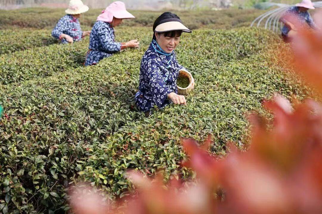 枣庄市市中区孟庄镇:榴枣归乡工程助力大郭庄村 村民回流共绘发展