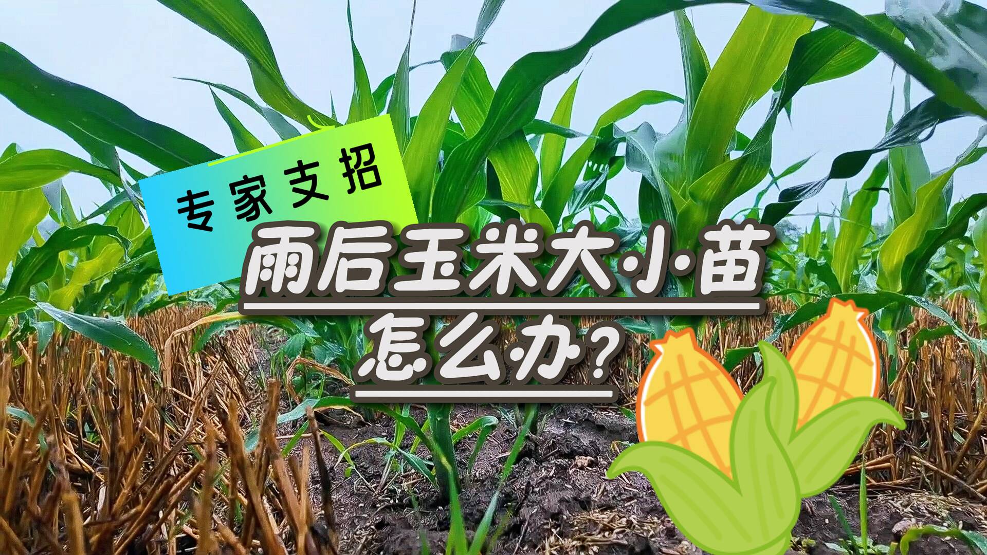 專家支招：來點葉面肥！輕松告別玉米大小苗