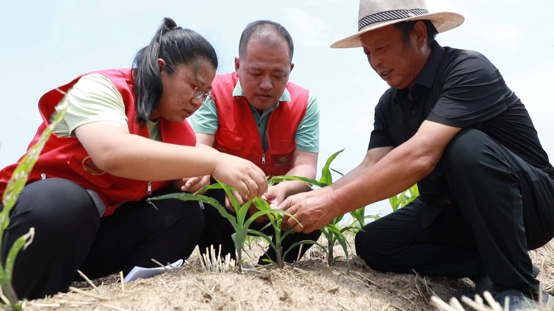 临沂市河东区：加强病虫害防治 保障夏粮丰产丰收