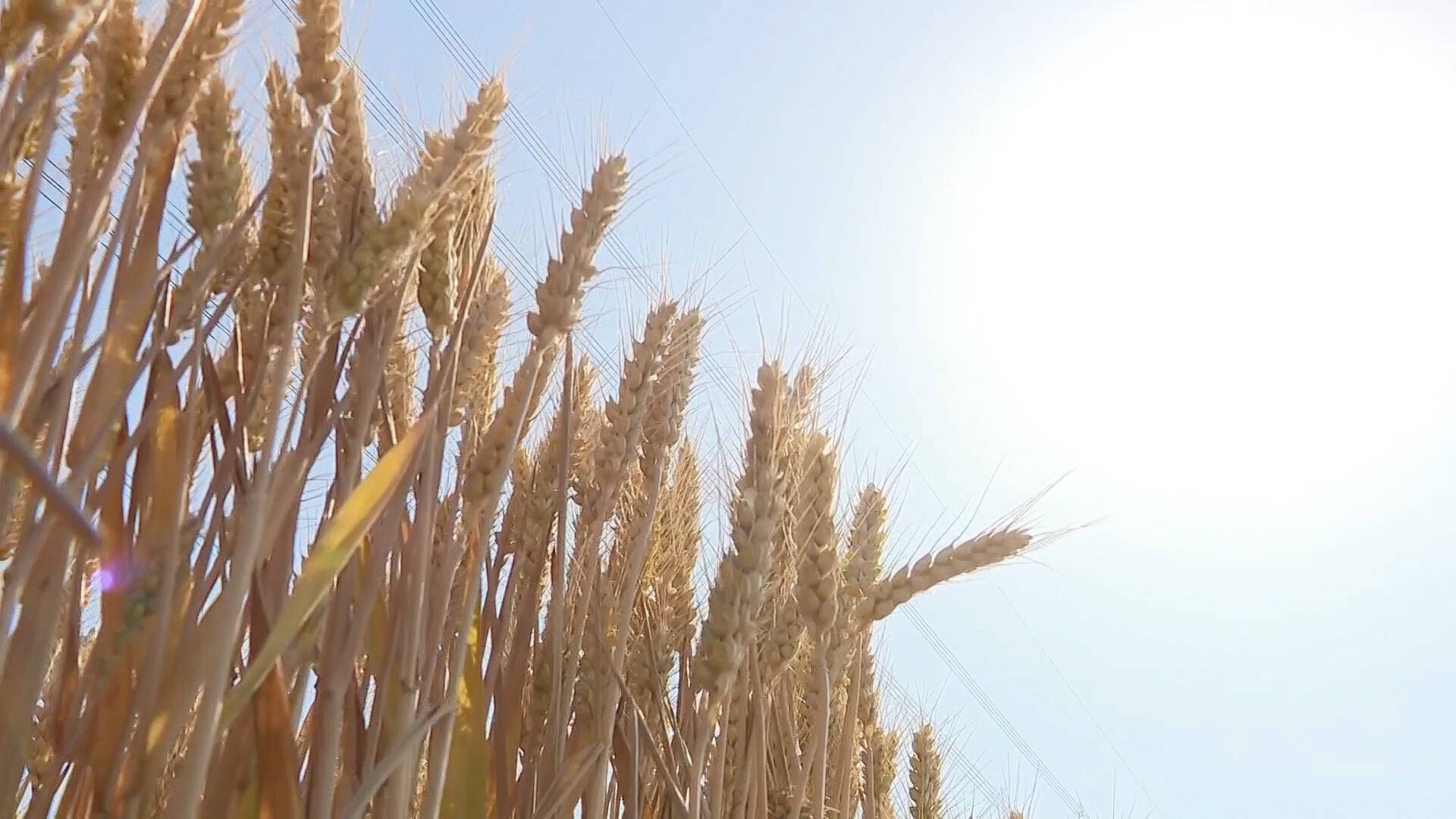 深化改革 關鍵一招｜增產又增收 產前產后一體化的滕州之路