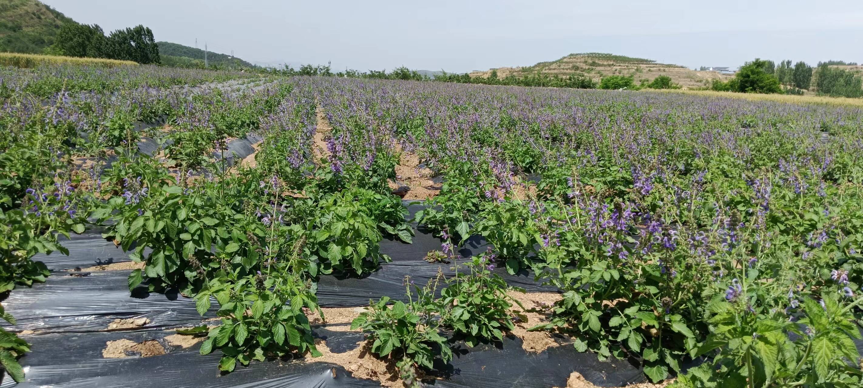 济南市钢城区:丹参种植迎来"机械助力"