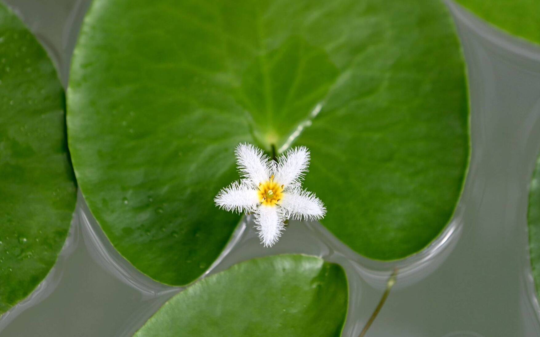 青島這場世界級論壇上，山東緣何將一組水生植物搬上成果展？