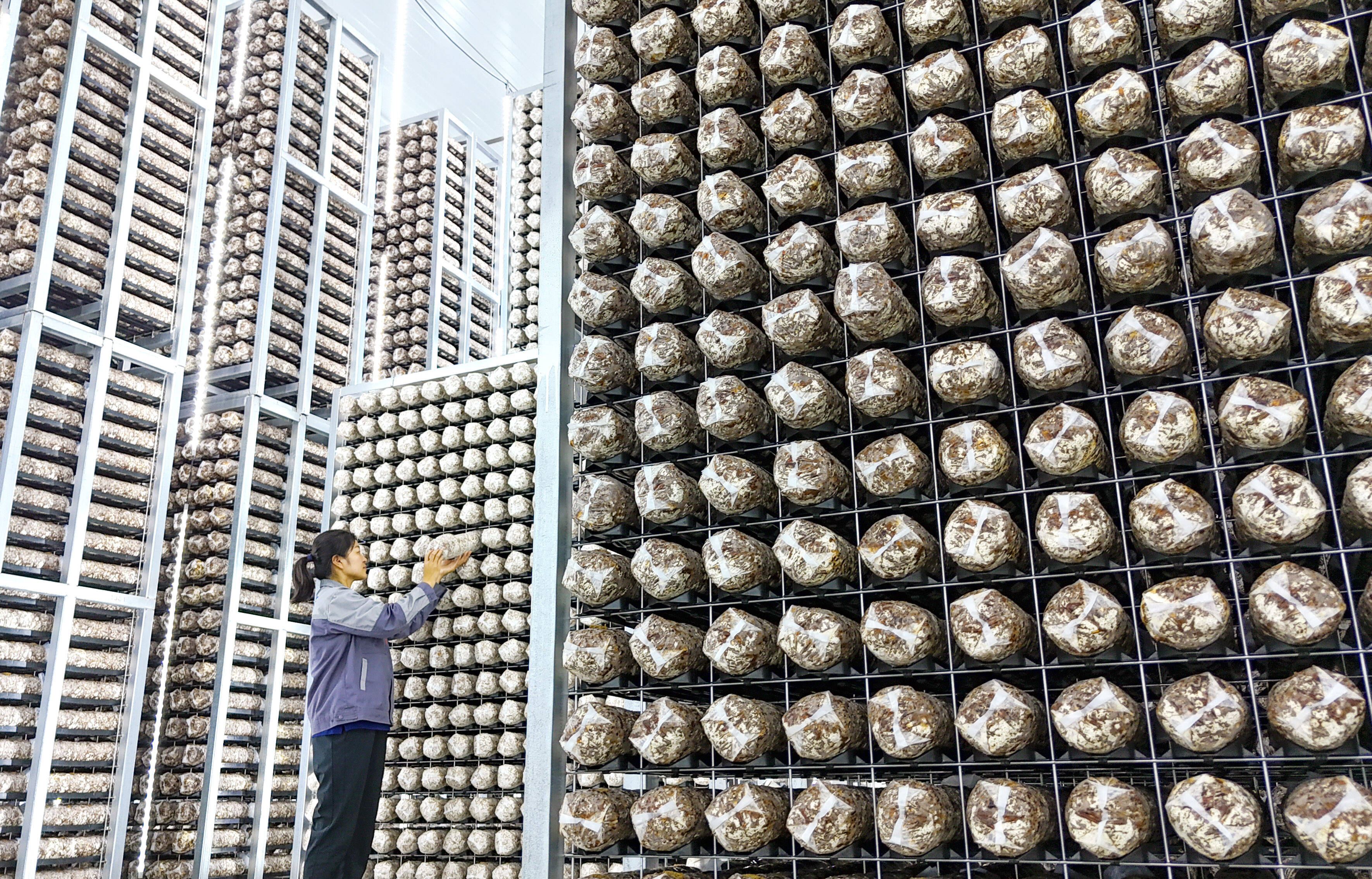 青岛莱西菌棒“矩阵”带来3亿元产值助农增收