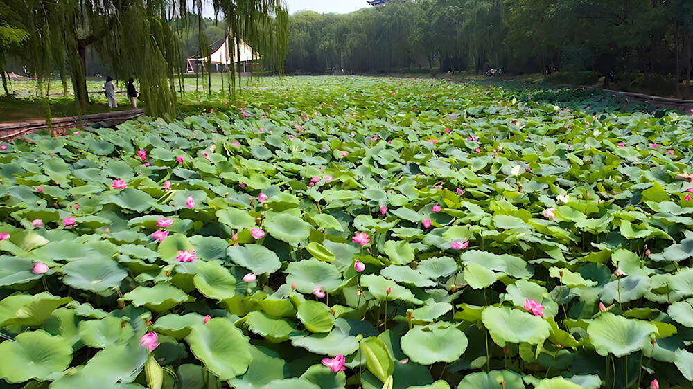 诗画山东 |  德州:一池荷花盛开 展现清丽画卷盛夏之韵