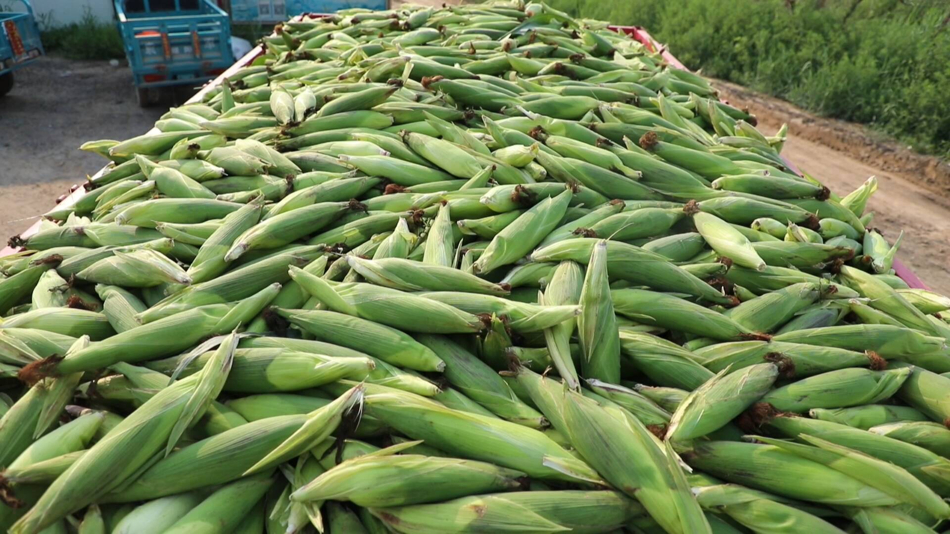 东营市河口区:鲜食玉米迎来收获季 新鲜玉米销往全国各地