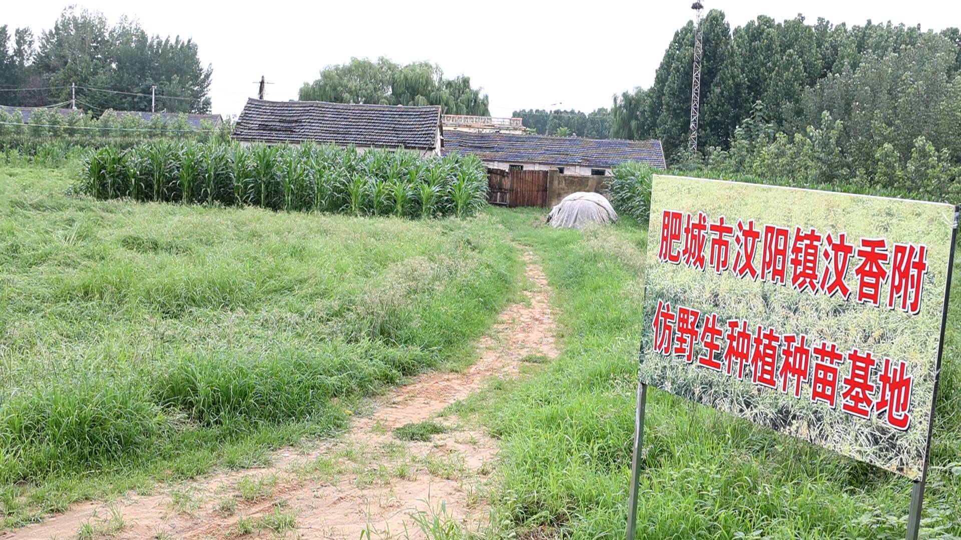 肥城市汶阳镇岗子村图片