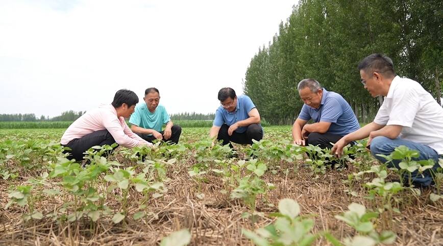 乐鱼体育官方网站任城：农技专家深入田间地头 保障蔬菜粮食稳产供应(图1)