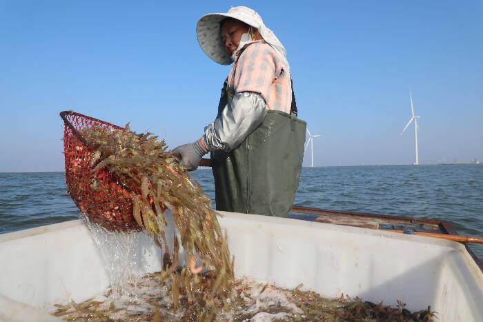 沾化濱海鎮鹽田蝦喜獲豐收
