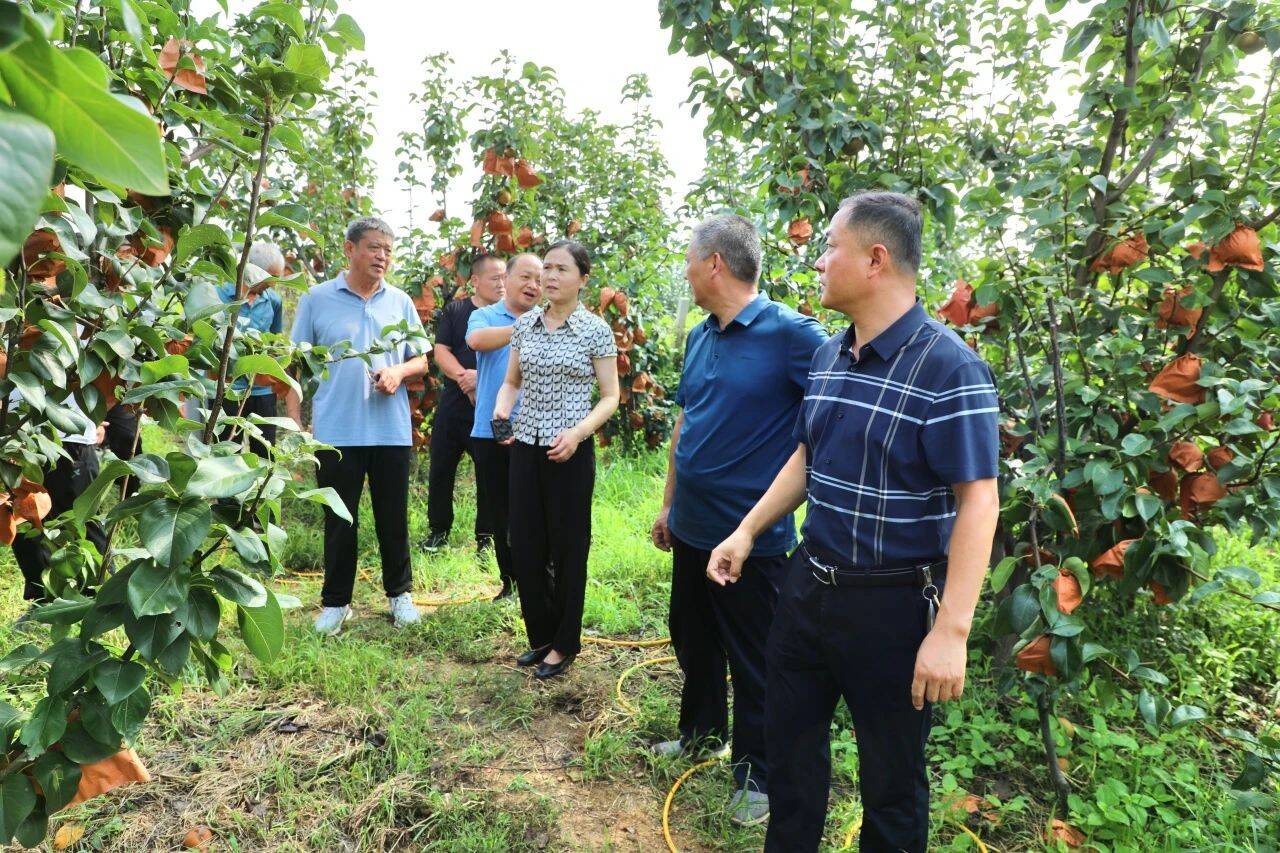 宁阳县磁窑镇:学习林果"致富经" 共谋乡村振兴新篇章