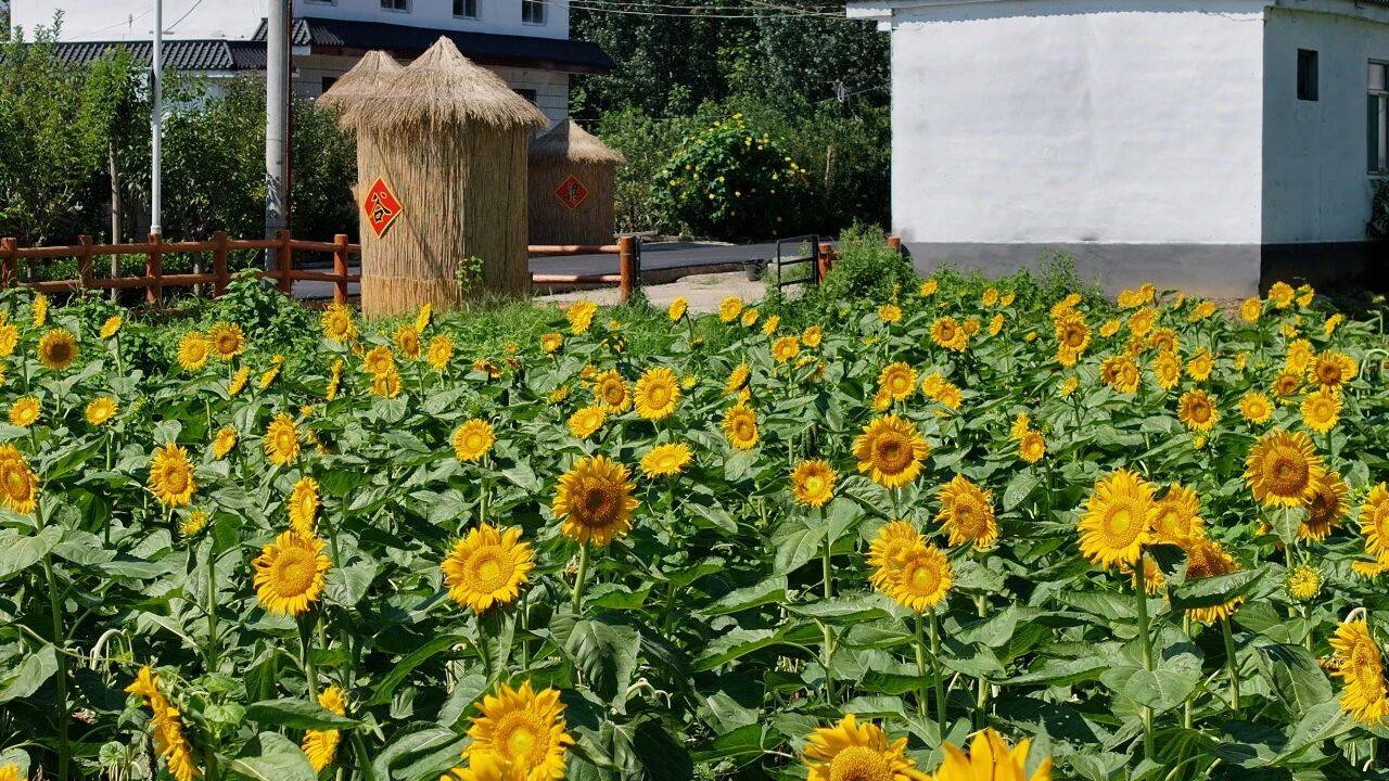 宁阳县磁窑镇:向日葵美丽绽放 堡头遗址再添亮点