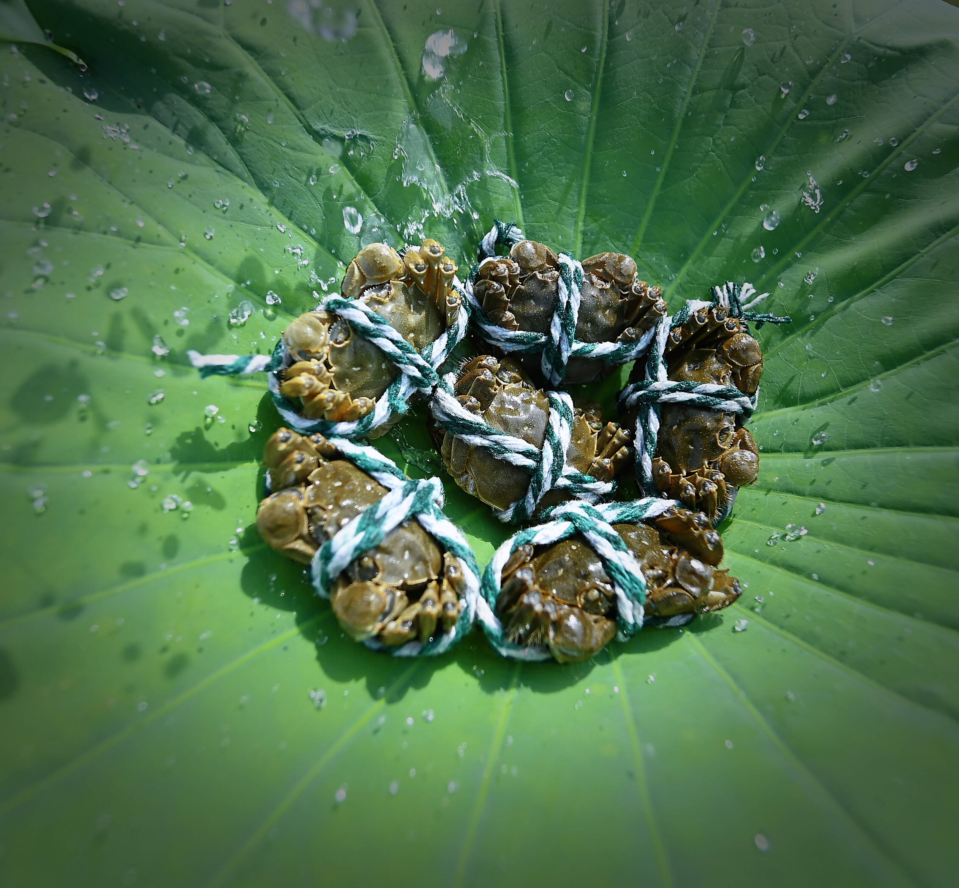 坐上"无人车"  微山湖大闸蟹加速运向全国市场