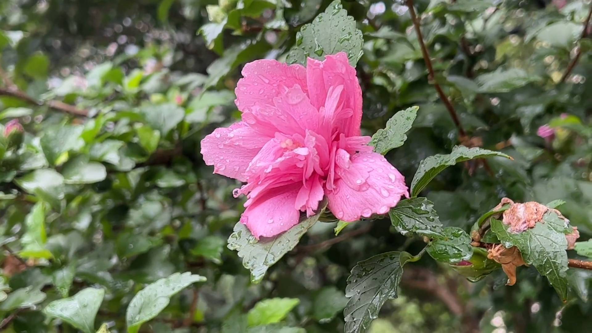 雷雨大風黃色預警！濟南25日下午至26日將有雷雨大風天氣